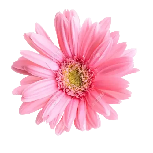 Light Pink Flower